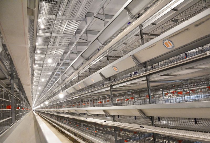 利用自動化養(yǎng)雞設(shè)備的養(yǎng)殖場如何防疫？